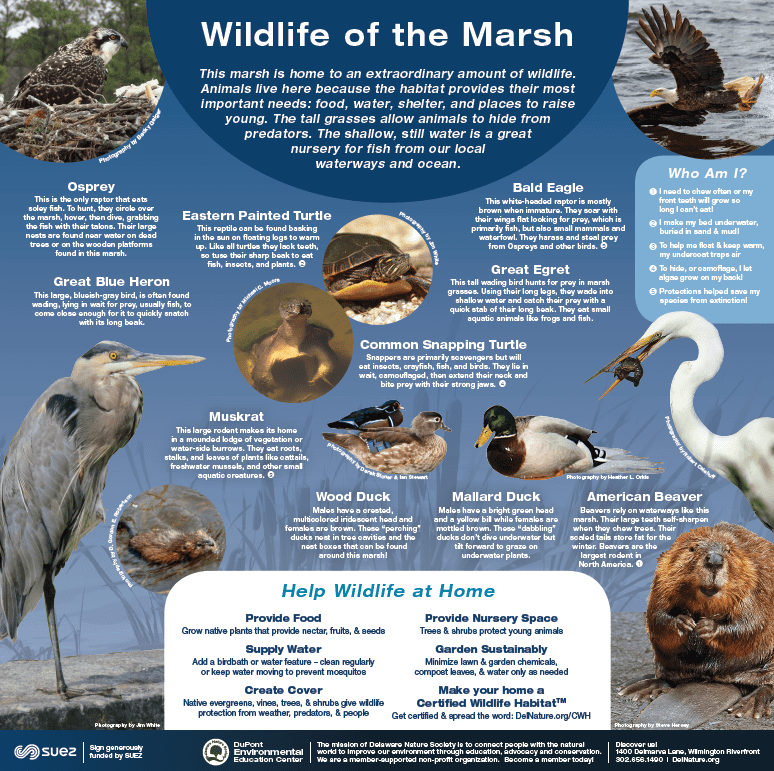 DEEC Wildlife Informational Panel